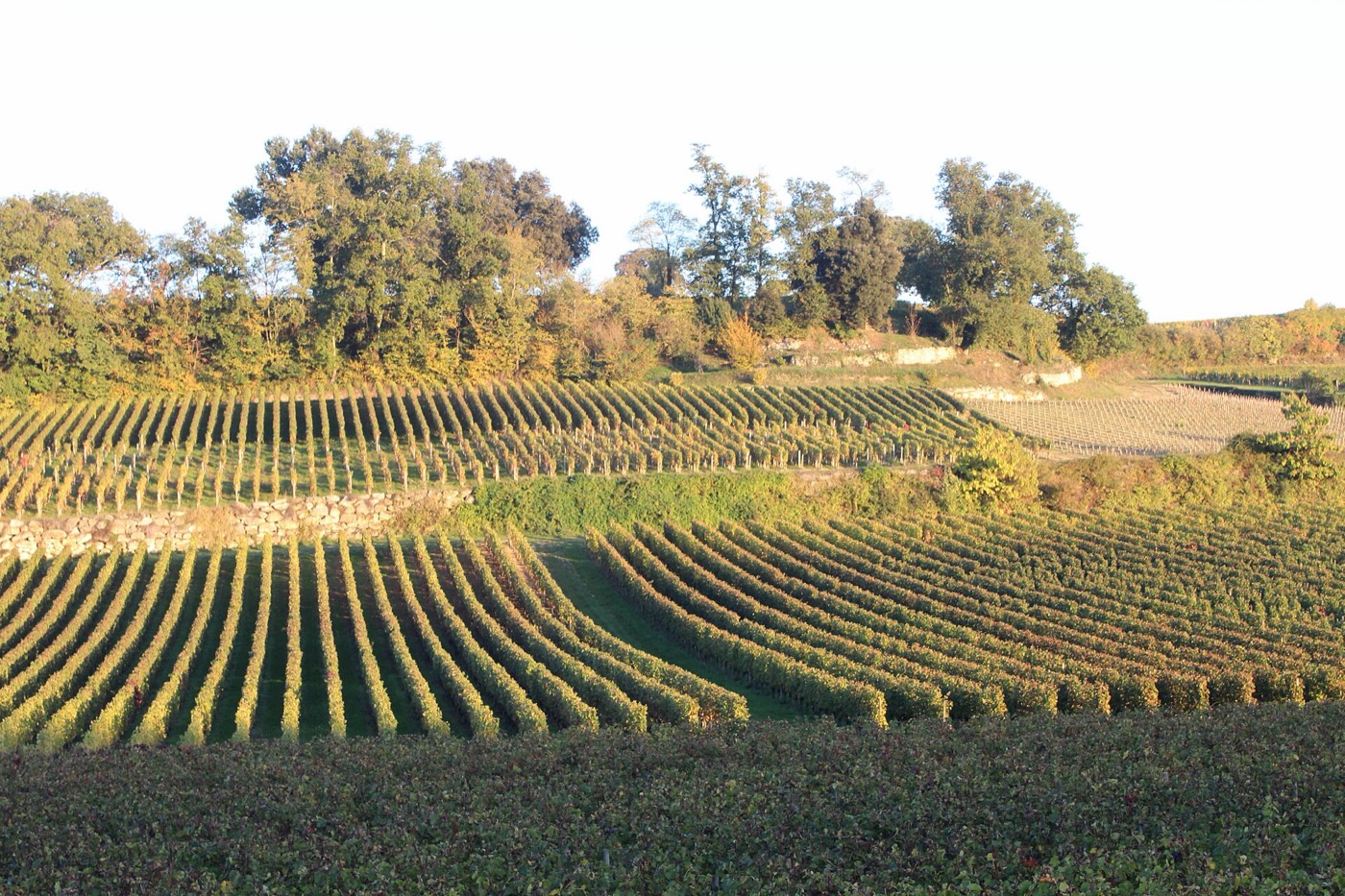 Départ d'une course sur un chemin du vignoble