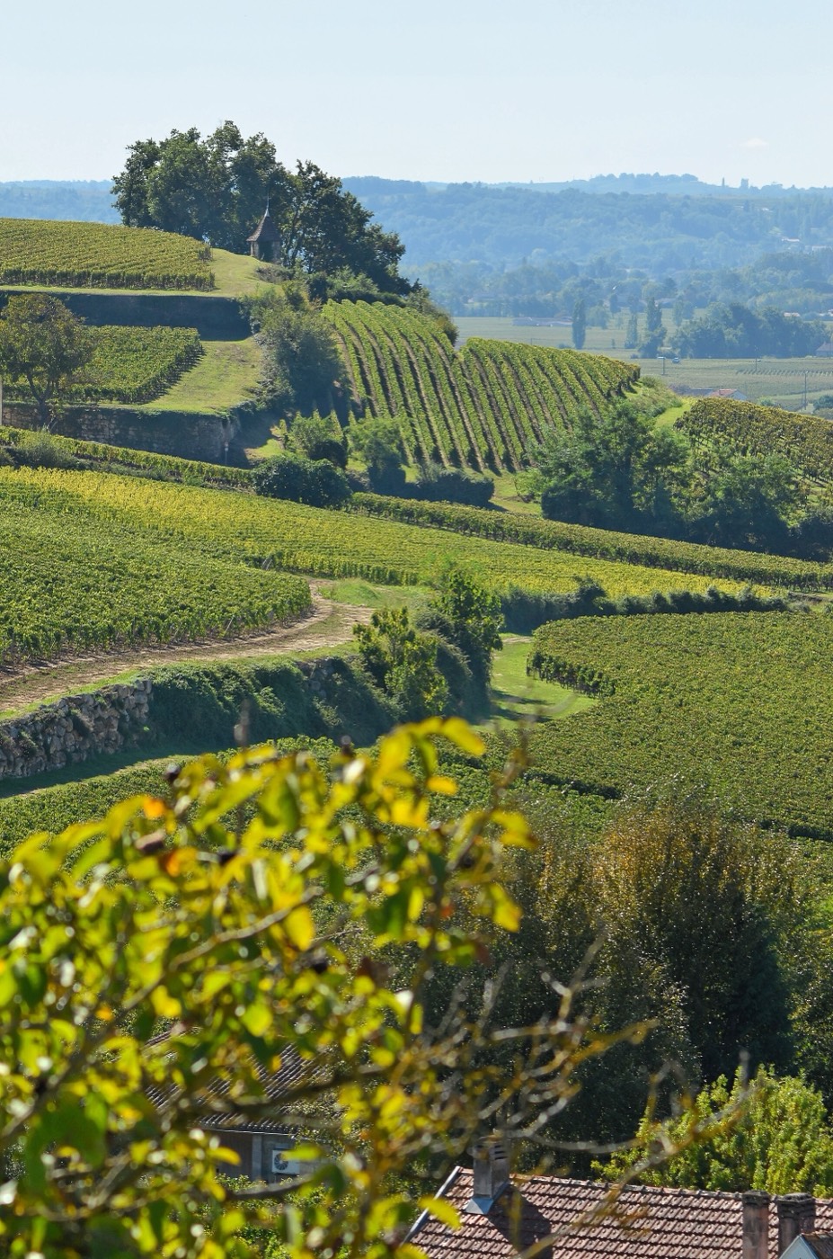 Chemin bordé de vignes autour de Montagne
