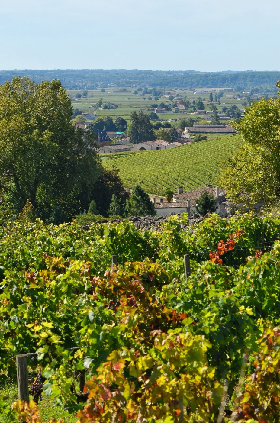 Chemin bordé de vignes en automne