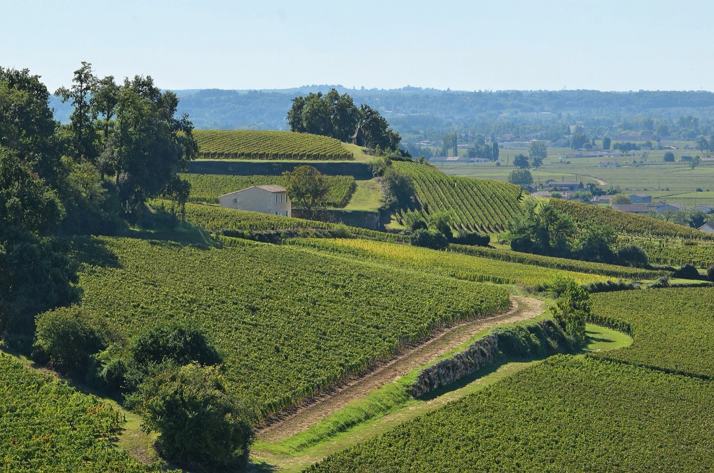 Coteaux de vignes traversés par un chemin de terre autour de Montagne