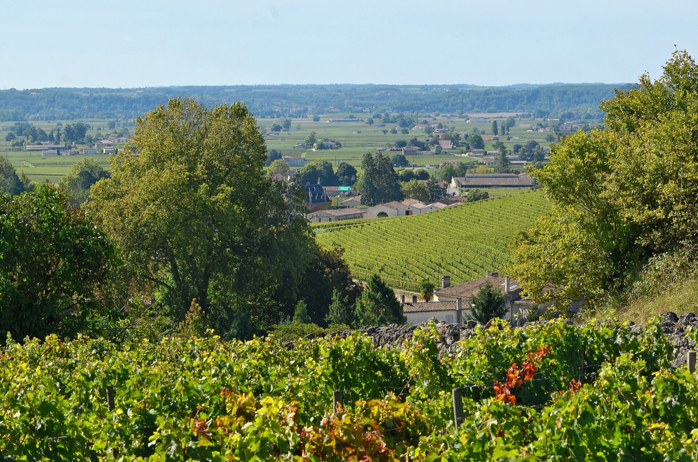 Coureurs du club dans les vignes de Montagne